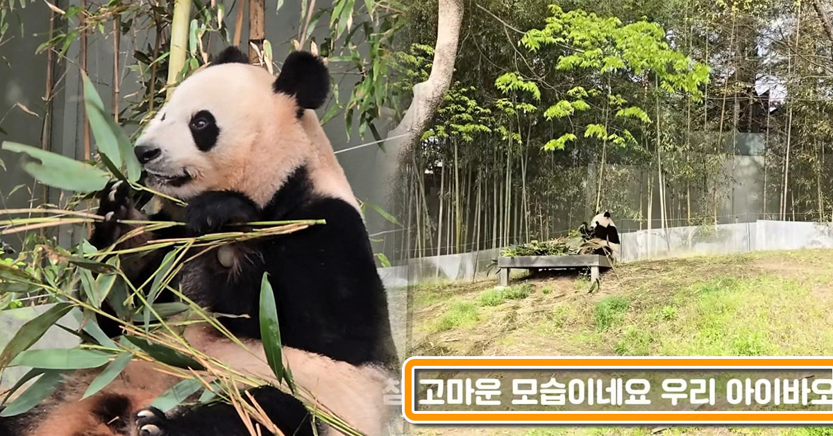 “푸바오의 모습이 보이는 행동..” 송바오, 아이바오 촬영하며 너무 울컥할 장면 포착했다