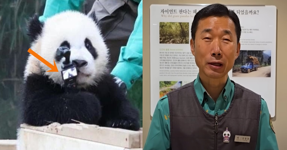 “할부지는 쉬어! 내가 유튜브 하께!” 얼마 전 강바오 앞에서 보인 후이바오 행동, 모두를 기쁘게 했다