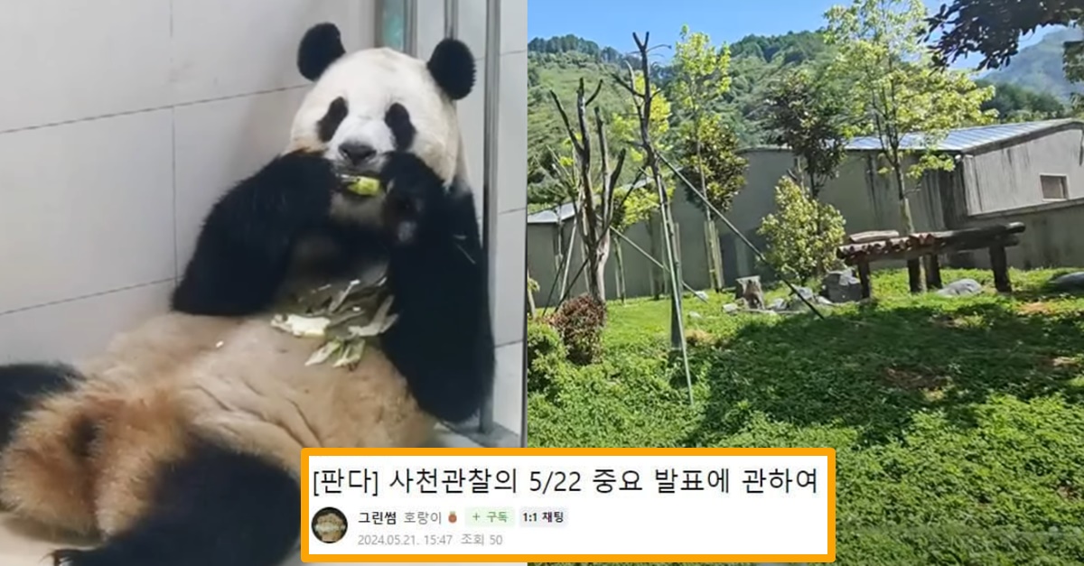 “쥐약 던진다는 사람들 때문에..” 22일 푸바오 발표 관련 핵심적인 내용이 공개되자 팬들 모두 환호했다