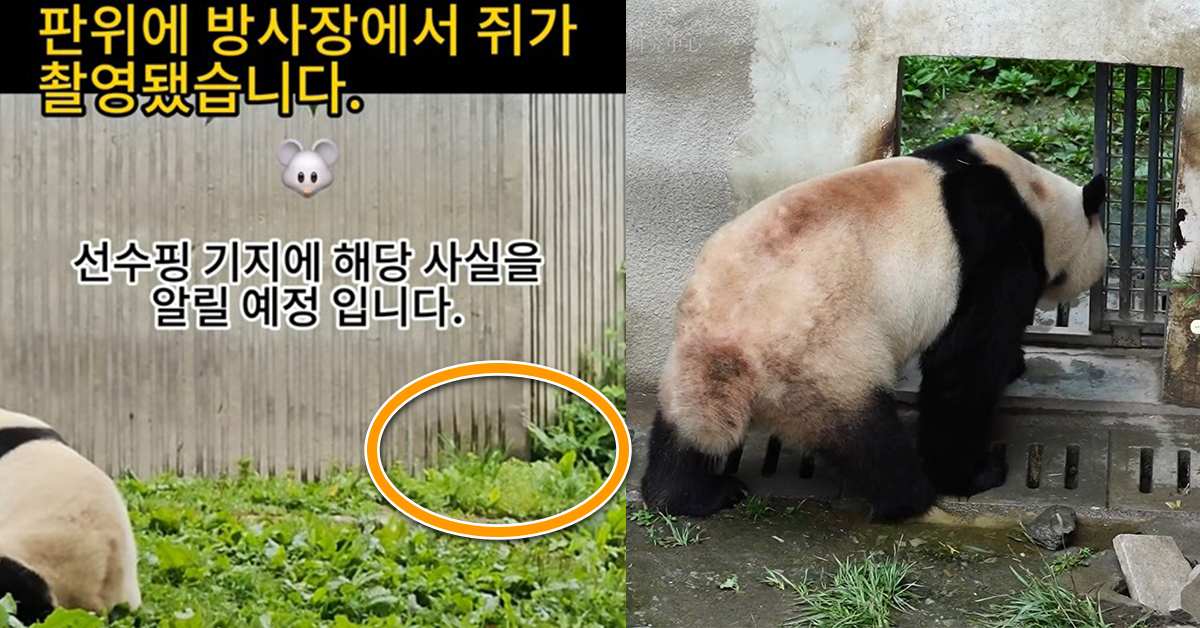 “생각보다 더 심각..” 어제 올라온 영상, 푸바오 팬들 걱정 너무 커진 선수핑 위생 상태 공개됐다 (+영상)