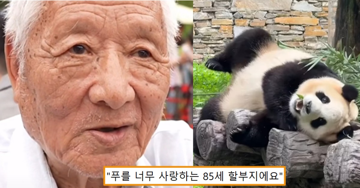 “내 나이가 85세인데 이 아이를 너무 사랑해서..” 푸바오 보러가는 중국 85세 할아버지가 남긴 너무 멋진 말씀