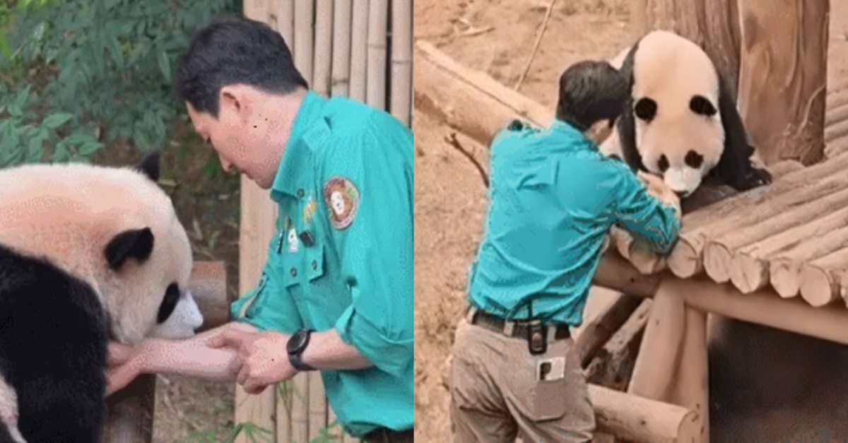 “한국에서 태어난 판다들만 보이는 특징..” 송바오한테 혼난 후이바오의 행동, 모두가 기뻐한 이유